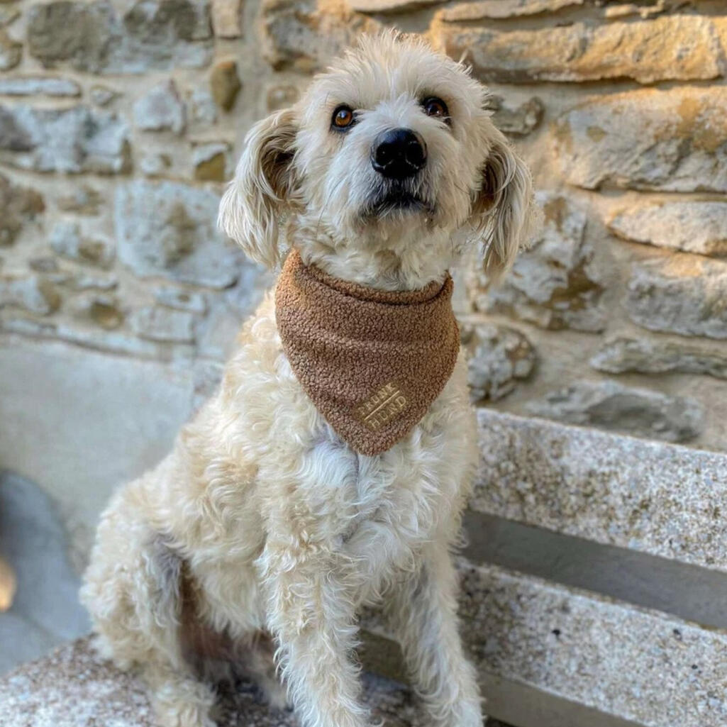 Prunkhund - Dog Bandana Teddy Tan