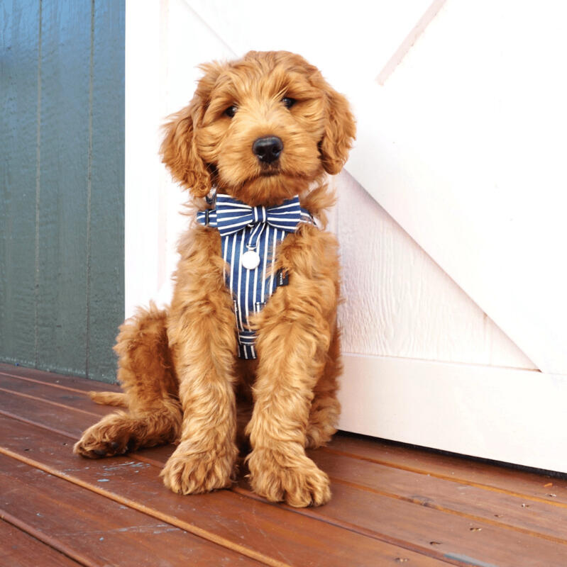Bow Tie and Harness