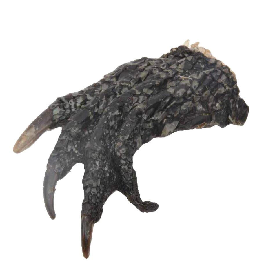 Crocodile Foot Dog Treat