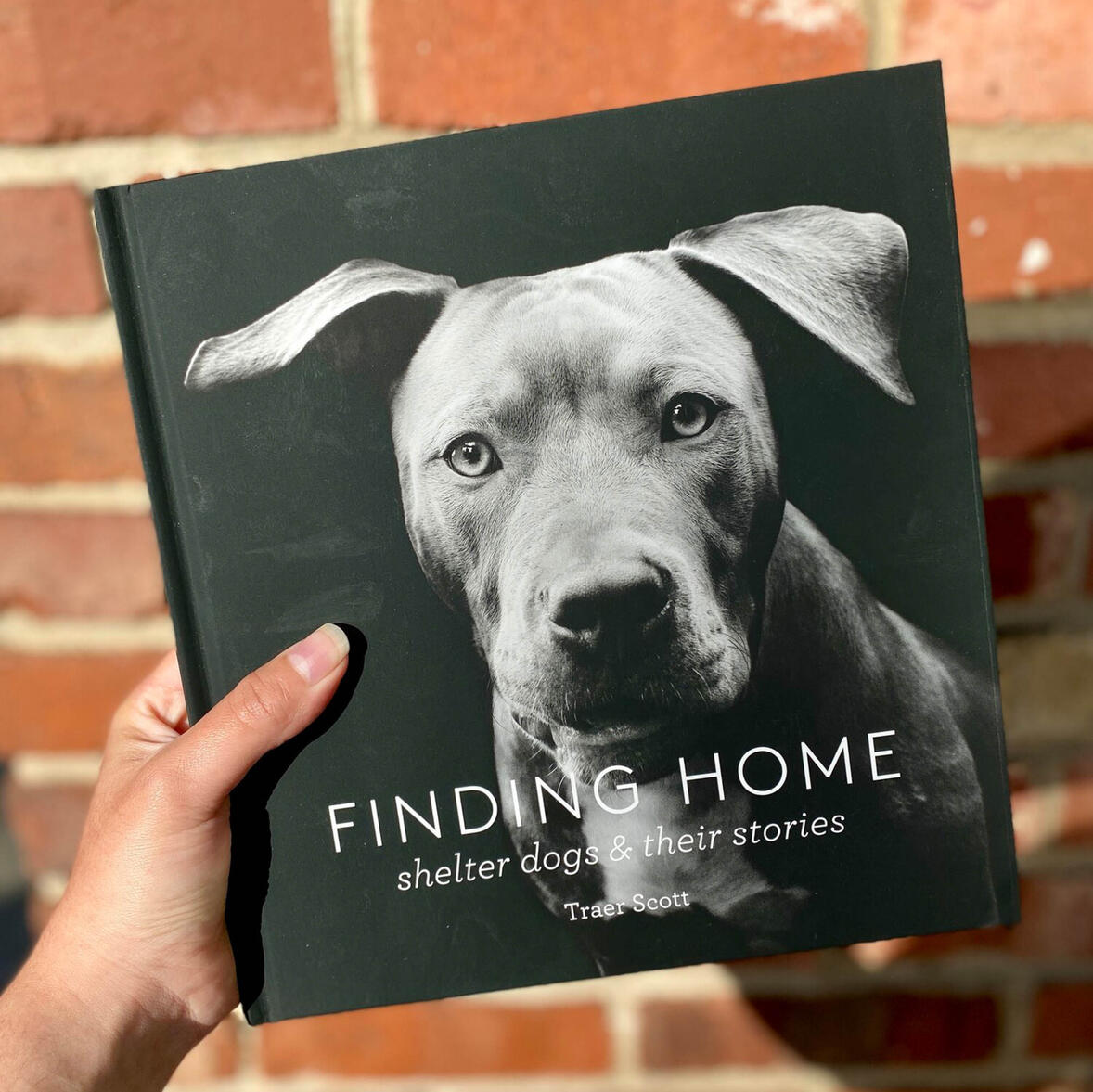 Shelter dog stories book