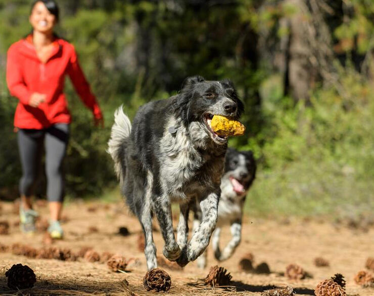 Ruffwear Dog Toy