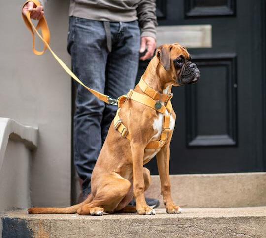 Mustard Harness