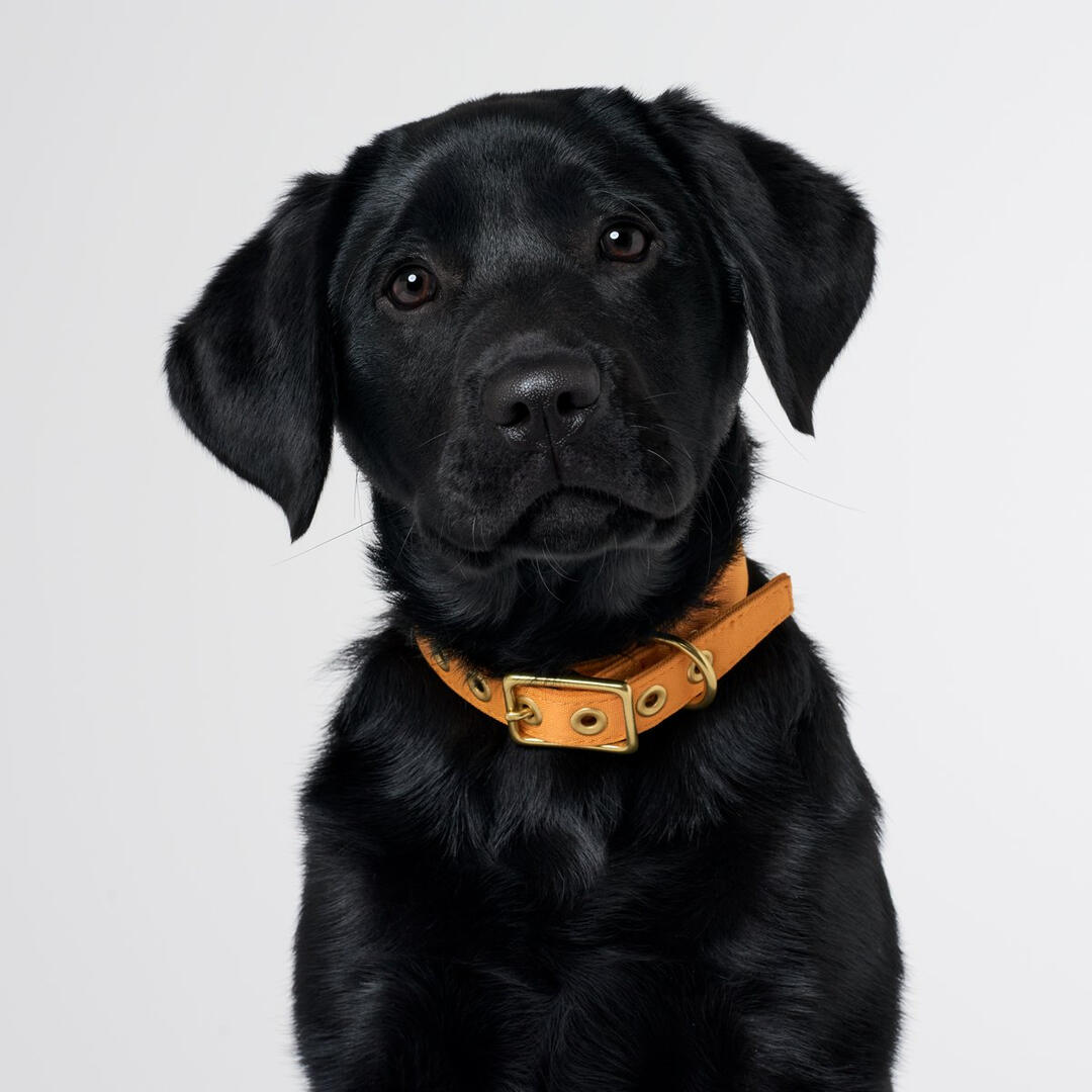 Animals in Charge - Harvest Yellow + Brass All Weather Dog Collar