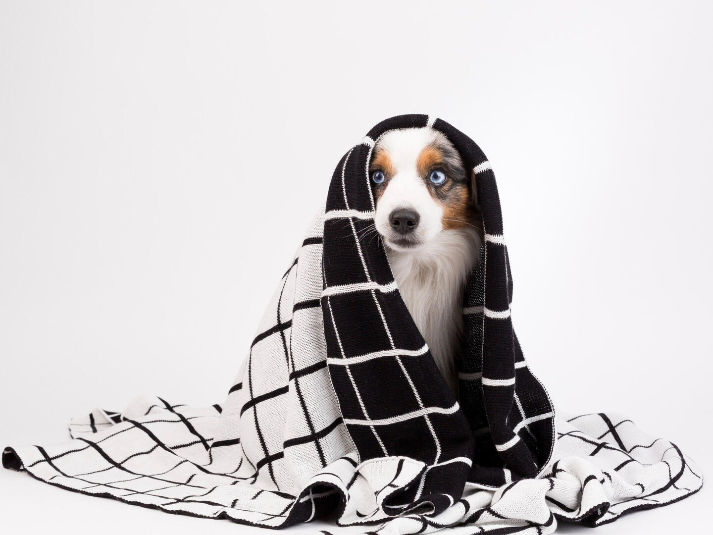 Pipolli - Grid Dog Blanket