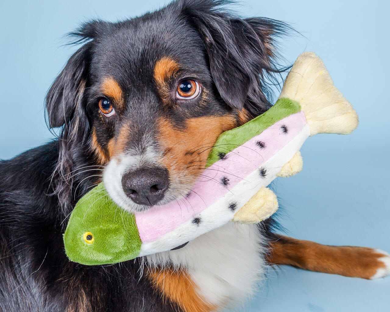 Fluff &amp; Tuff - Burt the Lake Trout