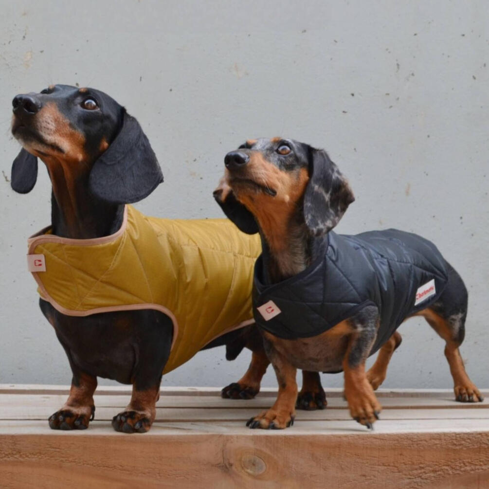 Barkmatic - Winterwarmer Dachshund Coat