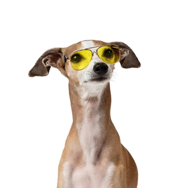 Mister Woof - Maisy Aviator Sunglasses