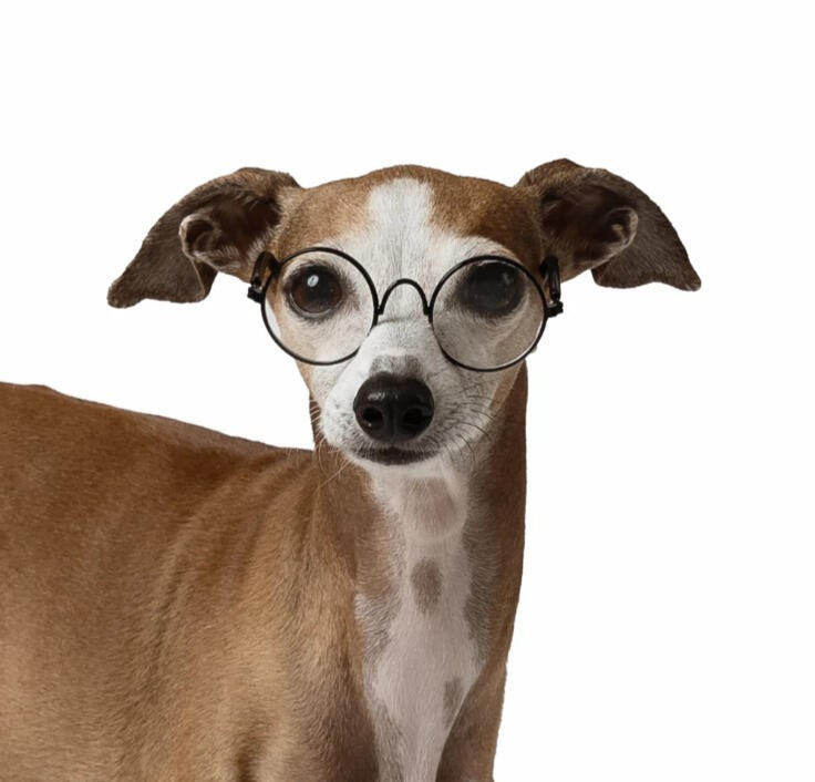 Mister Woof - Potter Glasses