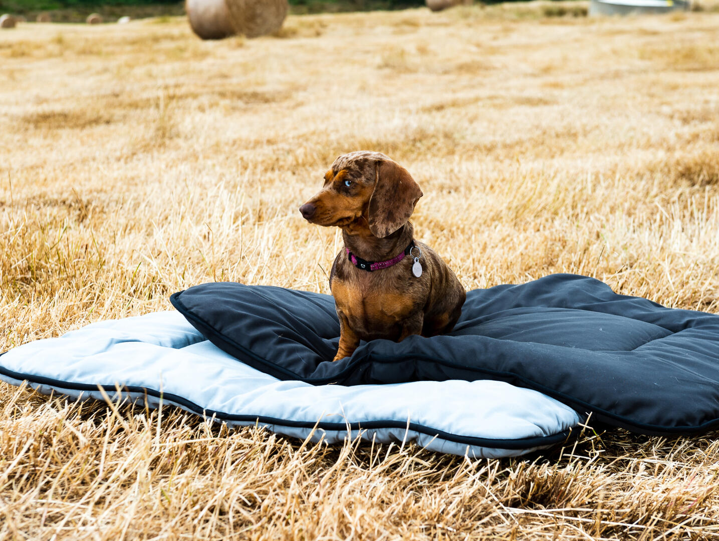 100% Australian Wool Pet Bed