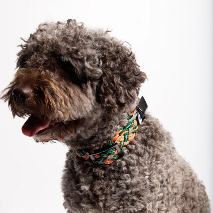 The Painter's Wife - Green Corme Dog Collar