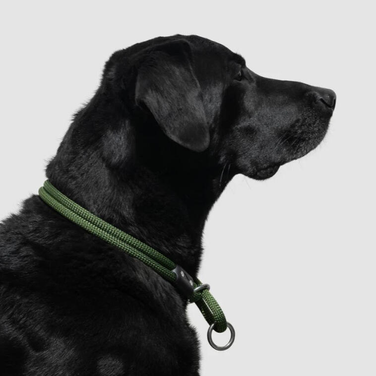 Atlas Pet Company - Lifetime Slip Collar