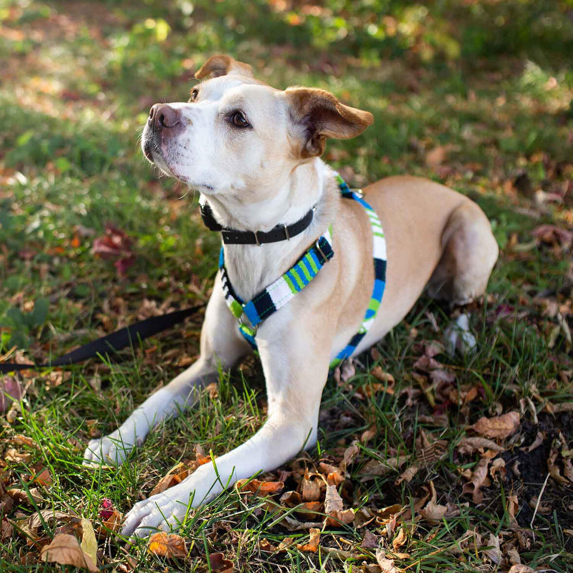 Maya Dog Harness - Dog Ids