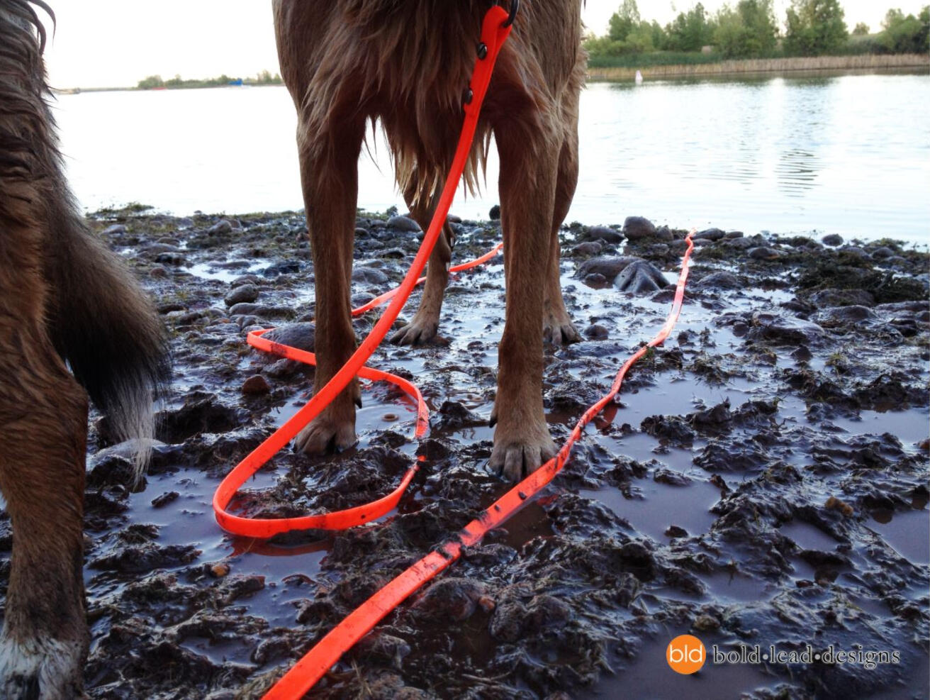 Brahma Training Leash