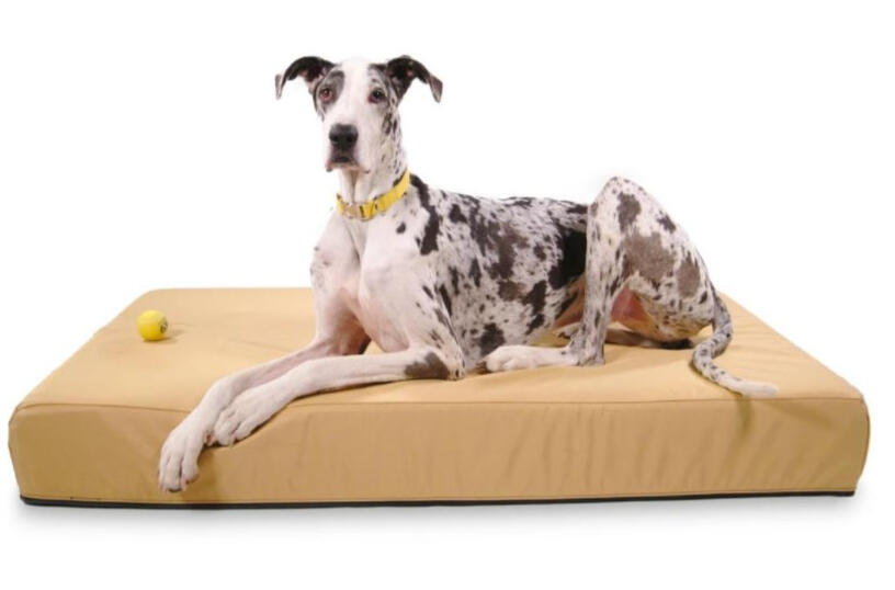 Giant Dog Bed