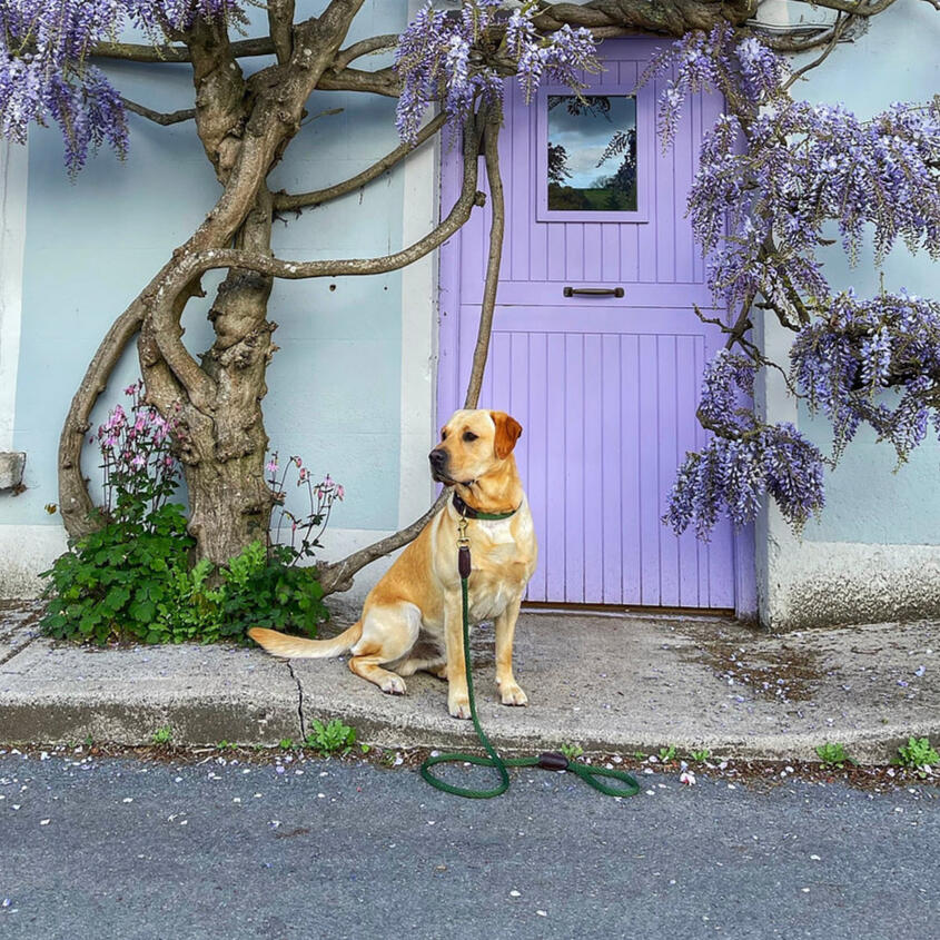 Country Pet Rope Green Dog Lead