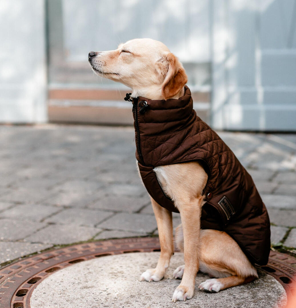 Wolters Boston Quilted Dog Jacket