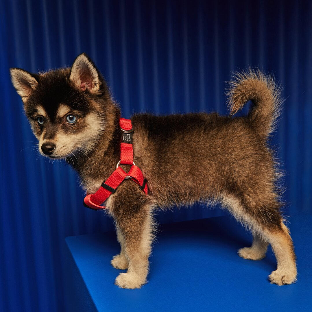 Just Fred Dog Harness