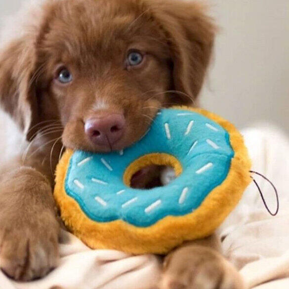 Woof and Purr - Donut Squeaker Dog Toy
